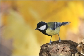 <p>SÝKORA KOŇADRA (Parus major) ------- /Great tit - Kohlmeise/</p>